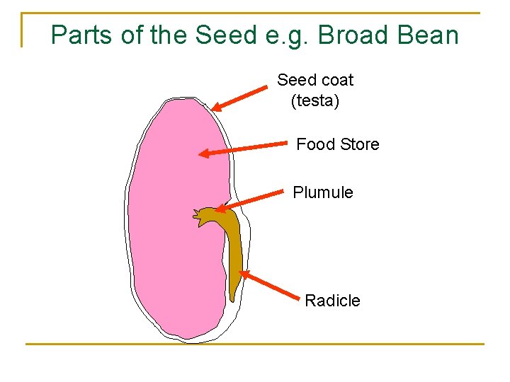 Parts of the Seed e. g. Broad Bean Seed coat (testa) Food Store Plumule