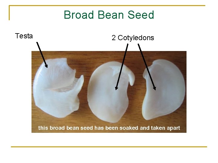 Broad Bean Seed Testa 2 Cotyledons 