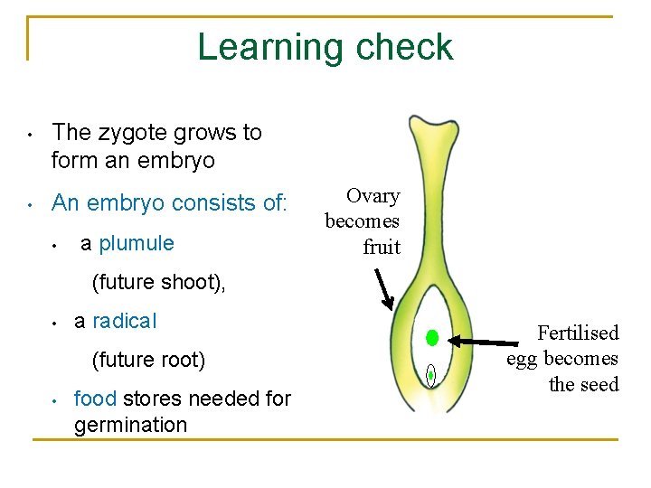 Learning check • The zygote grows to form an embryo • An embryo consists