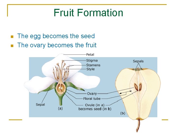 Fruit Formation n n The egg becomes the seed The ovary becomes the fruit