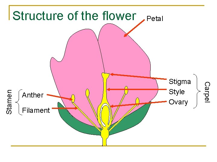 Anther Filament Petal Stigma Style Ovary Carpel Stamen Structure of the flower 