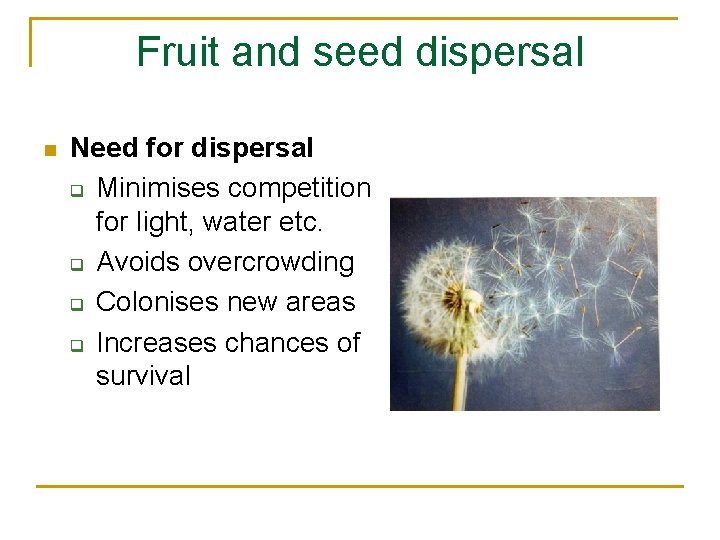 Fruit and seed dispersal n Need for dispersal q Minimises competition for light, water