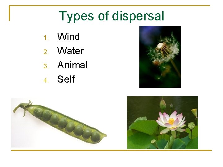 Types of dispersal 1. 2. 3. 4. Wind Water Animal Self 