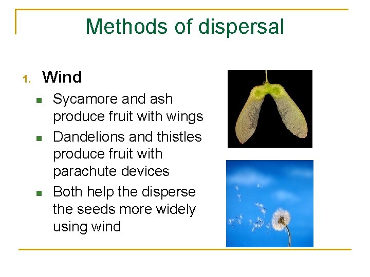 Methods of dispersal 1. Wind n n n Sycamore and ash produce fruit with