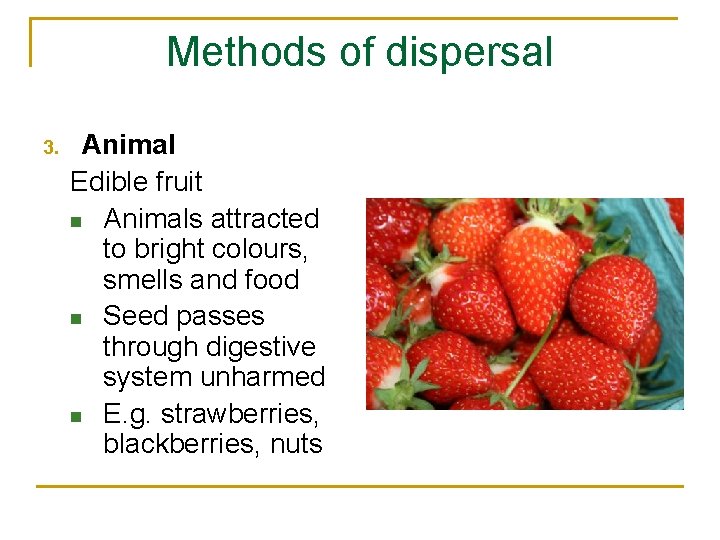 Methods of dispersal 3. Animal Edible fruit n Animals attracted to bright colours, smells
