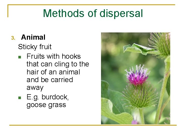 Methods of dispersal 3. Animal Sticky fruit n Fruits with hooks that can cling