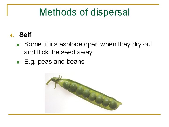 Methods of dispersal 4. Self n Some fruits explode open when they dry out