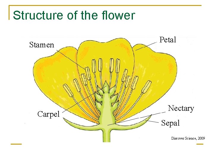 Structure of the flower Stamen Carpel Petal Nectary Sepal Discover Science, 2009 