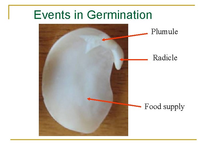 Events in Germination Plumule Radicle Food supply 