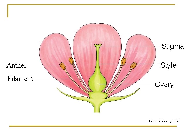 Stigma Anther Filament Style Ovary Discover Science, 2009 