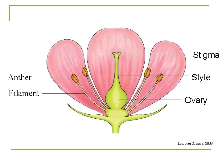 Sexual Reproduction Of The Flowering Plant Adapted From Sexual Reproduction Of The Flowering Plant Adapted From