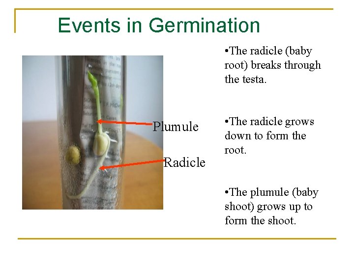Events in Germination • The radicle (baby root) breaks through the testa. Plumule Radicle
