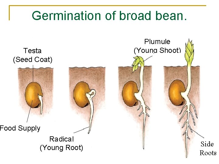 Germination of broad bean. Testa (Seed Coat) Plumule (Young Shoot) Food Supply Radical (Young