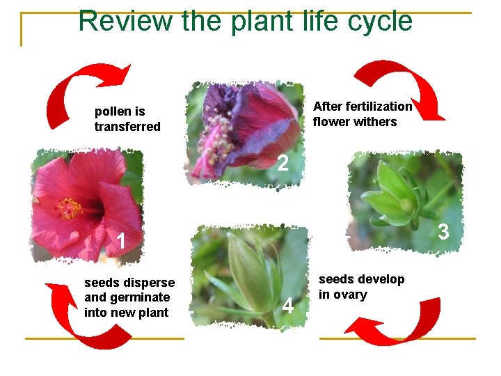 Review the plant life cycle After fertilization flower withers pollen is transferred 2 3