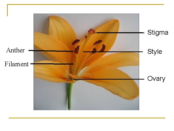 Stigma Anther Style Filament Ovary 