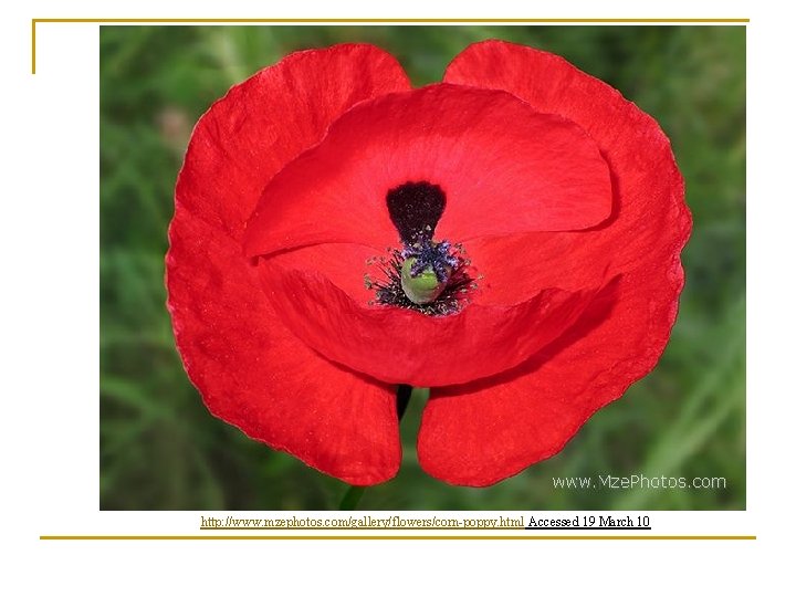 http: //www. mzephotos. com/gallery/flowers/corn-poppy. html Accessed 19 March 10 