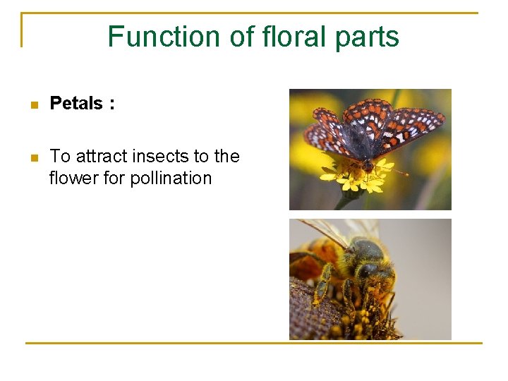 Function of floral parts n Petals : n To attract insects to the flower