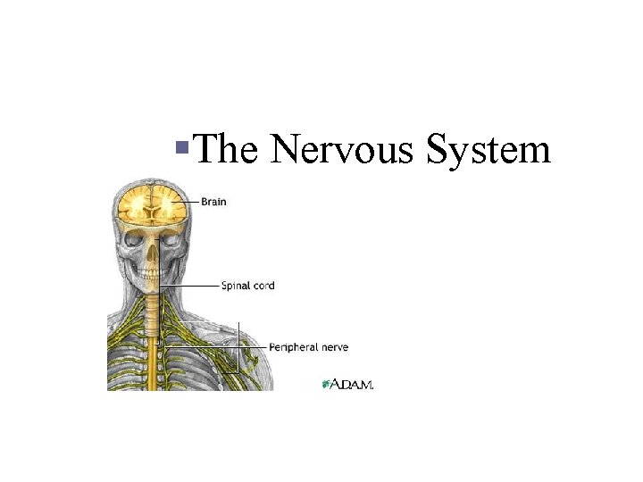 Chapter 7 §The Nervous System Copyright © 2006 Pearson Education, Inc. , publishing as