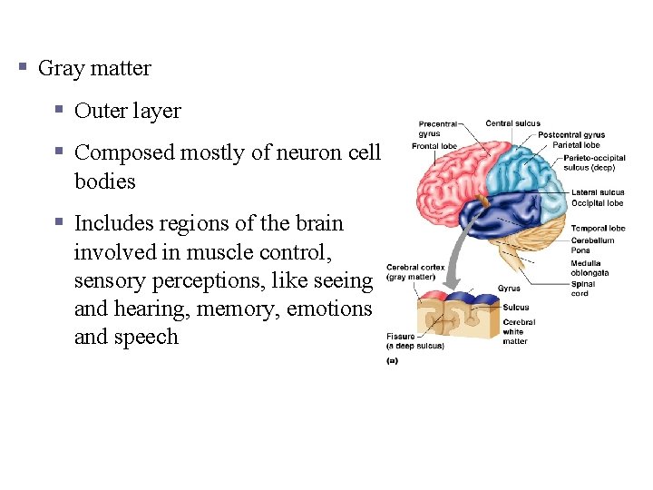Layers of the Cerebrum § Gray matter § Outer layer § Composed mostly of