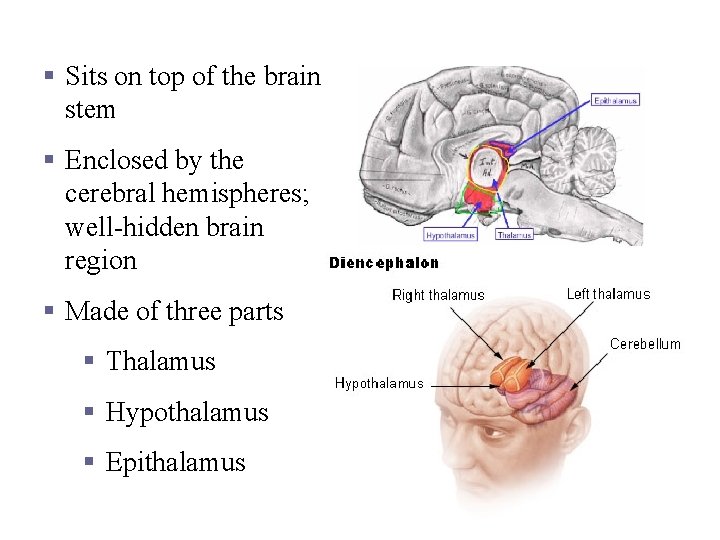 Diencephalon § Sits on top of the brain stem § Enclosed by the cerebral