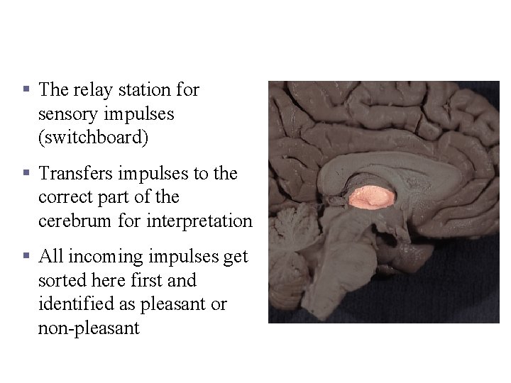 Thalamus § The relay station for sensory impulses (switchboard) § Transfers impulses to the