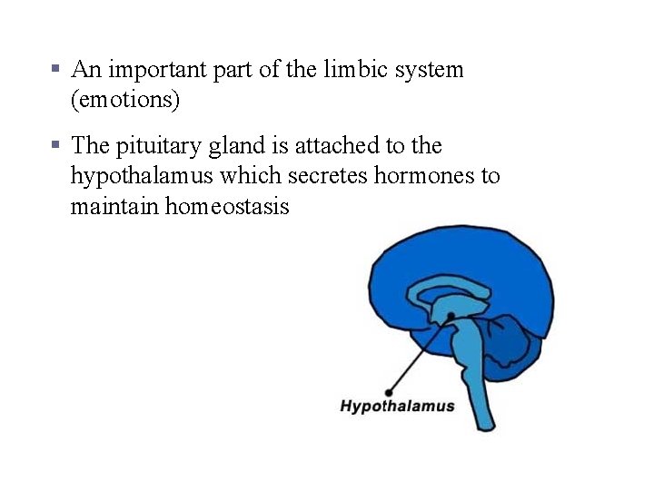 Hypothalamus § An important part of the limbic system (emotions) § The pituitary gland