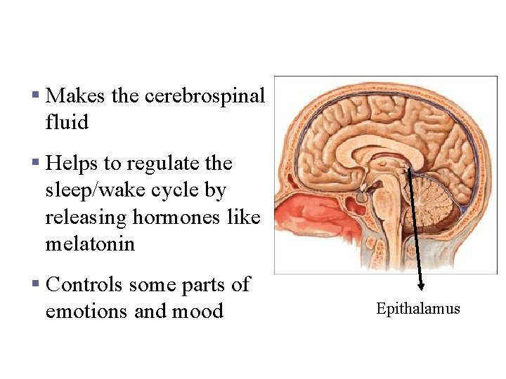 Epithalamus § Makes the cerebrospinal fluid § Helps to regulate the sleep/wake cycle by