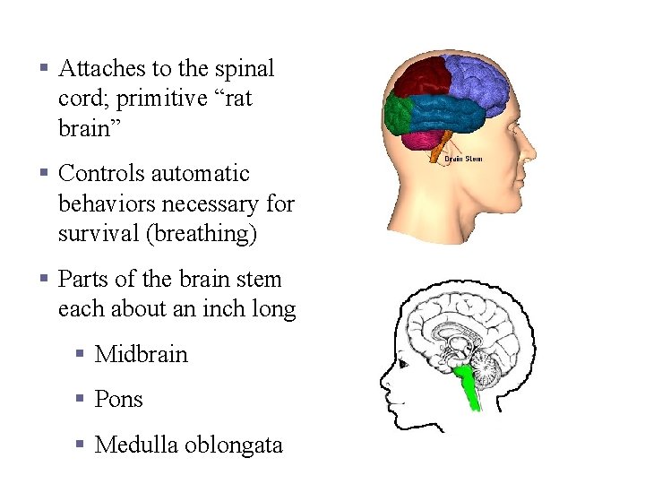 Brain Stem § Attaches to the spinal cord; primitive “rat brain” § Controls automatic