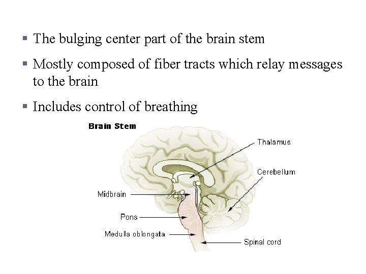 Pons § The bulging center part of the brain stem § Mostly composed of