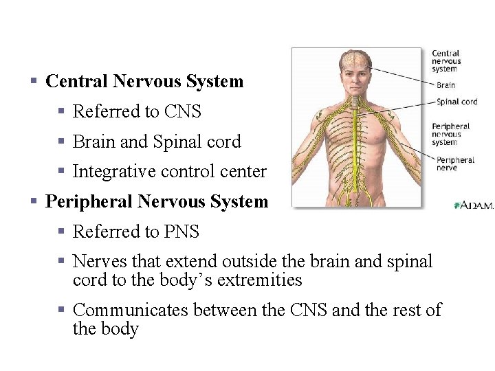 Organization of the Nervous System § Central Nervous System § Referred to CNS §