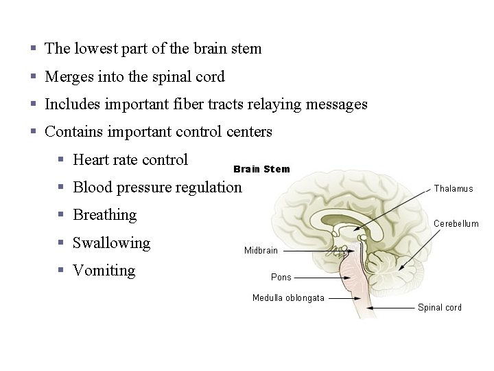 Medulla Oblongata § The lowest part of the brain stem § Merges into the