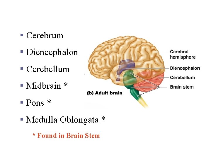 Regions of the Brain § Cerebrum § Diencephalon § Cerebellum § Midbrain * §