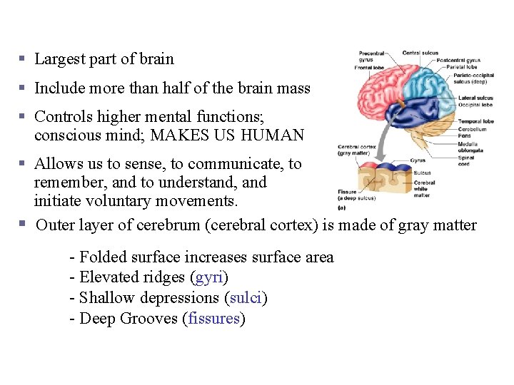 Cerebral Hemispheres (Cerebrum) § Largest part of brain § Include more than half of