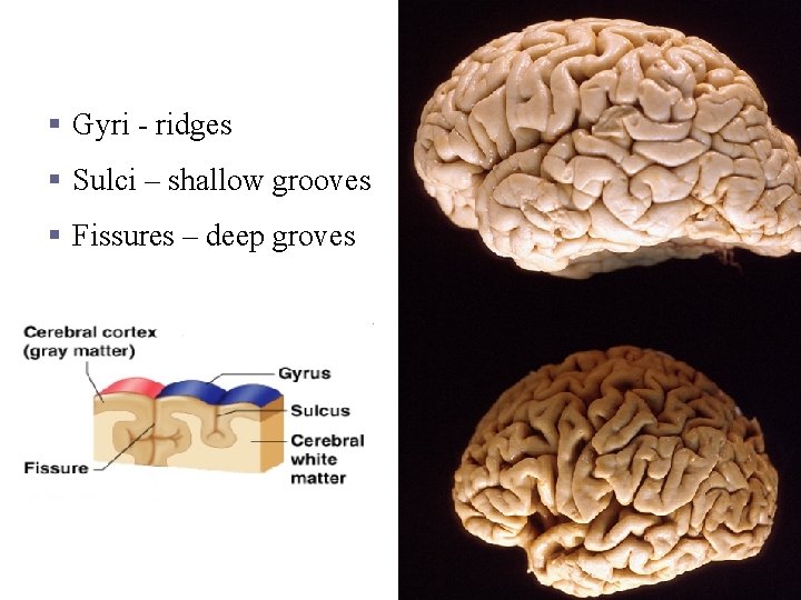 Cortex Roadmap § Gyri - ridges § Sulci – shallow grooves § Fissures –