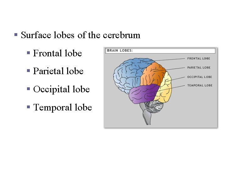 Lobes of the Cerebrum § Surface lobes of the cerebrum § Frontal lobe §
