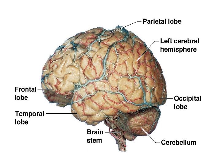 Copyright © 2006 Pearson Education, Inc. , publishing as Benjamin Cummings 