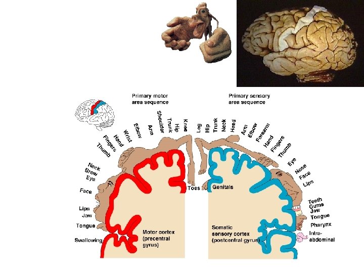 Sensory and Motor Areas of the Cerebral Cortex Copyright © 2006 Pearson Education, Inc.