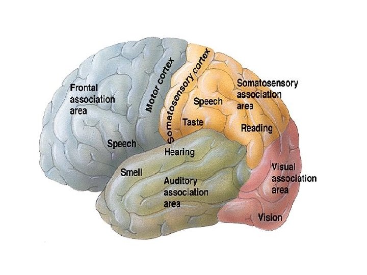 Specialized Areas of the Cerebrum Copyright © 2006 Pearson Education, Inc. , publishing as