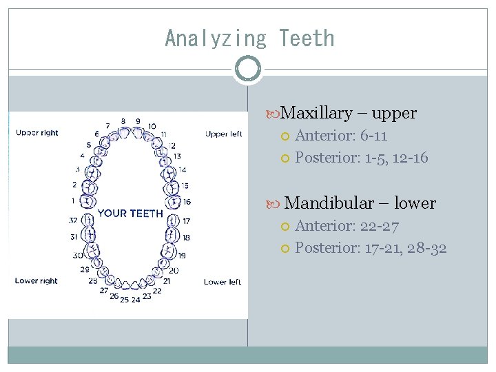 Analyzing Teeth Maxillary – upper Anterior: 6 -11 Posterior: 1 -5, 12 -16 Mandibular