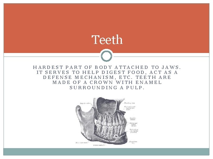 Teeth HARDEST PART OF BODY ATTACHED TO JAWS. IT SERVES TO HELP DIGEST FOOD,