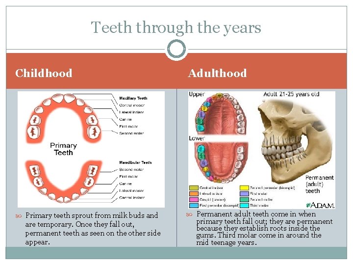 Teeth through the years Childhood Primary teeth sprout from milk buds and are temporary.