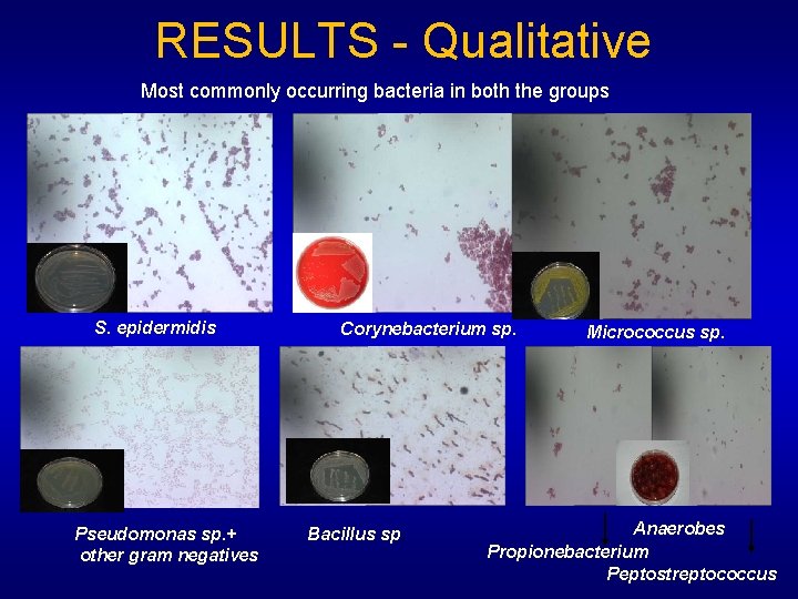 RESULTS - Qualitative Most commonly occurring bacteria in both the groups S. epidermidis Pseudomonas