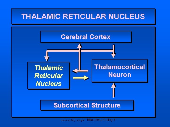 THALAMIC RETICULAR NUCLEUS Cerebral Cortex Thalamic Reticular Nucleus Thalamocortical Neuron Subcortical Structure ﻣﻬﺪی ﺟﻼﻟی