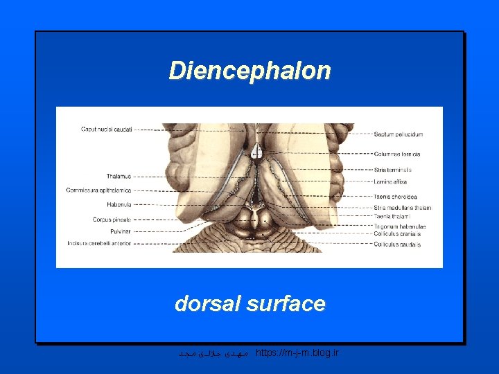 Diencephalon dorsal surface ﻣﻬﺪی ﺟﻼﻟی ﻣﺠﺪ https: //m-j-m. blog. ir 