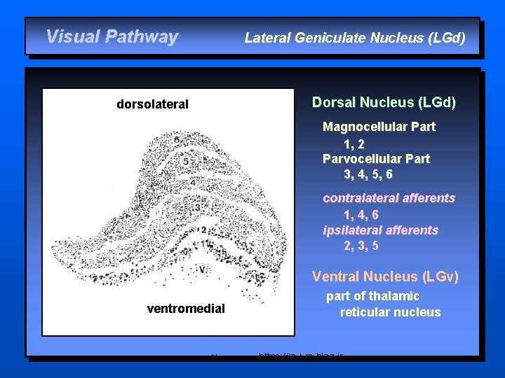 Visual Pathway Lateral Geniculate Nucleus (LGd) dorsolateral Dorsal Nucleus (LGd) Magnocellular Part 1, 2