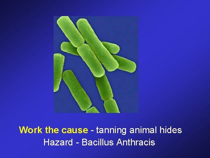 Work the cause - tanning animal hides Hazard - Bacillus Anthracis 