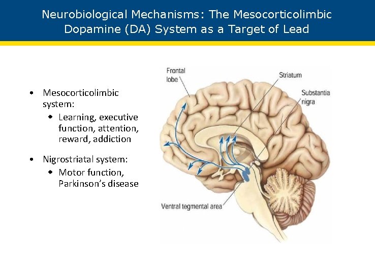 Neurobiological Mechanisms: The Mesocorticolimbic Dopamine (DA) System as a Target of Lead • Mesocorticolimbic