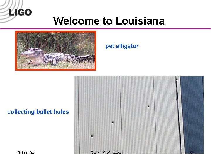 Welcome to Louisiana pet alligator collecting bullet holes 5 -June-03 Caltech Colloquium 23 