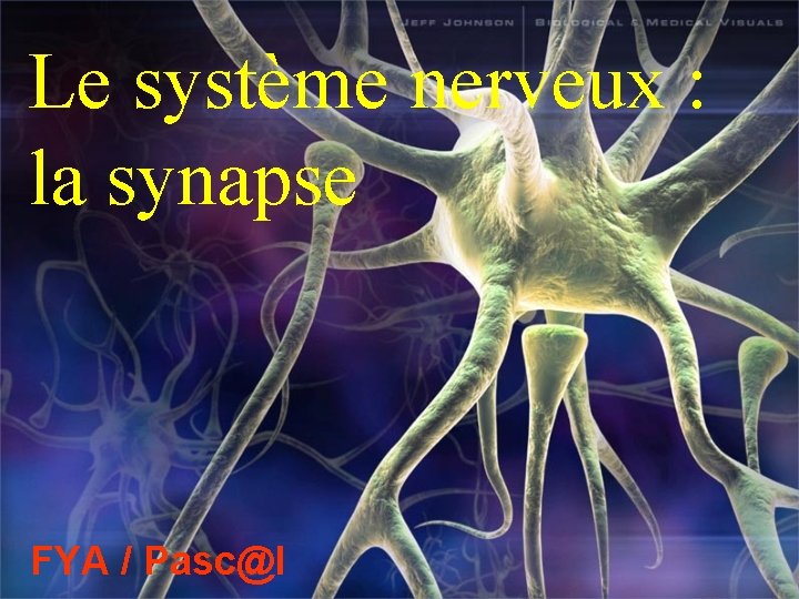 Le système nerveux : la synapse FYA / Pasc@l 