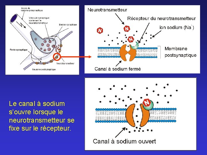 Le canal à sodium s’ouvre lorsque le neurotransmetteur se fixe sur le récepteur. 